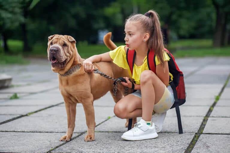 Shar Pei Rasa Opis