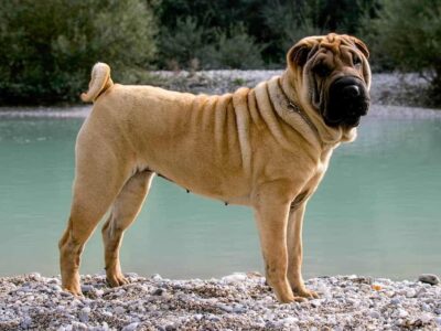 Niezwykła historia i cechy shar pei: rasowe psy o wyjątkowym charakterze