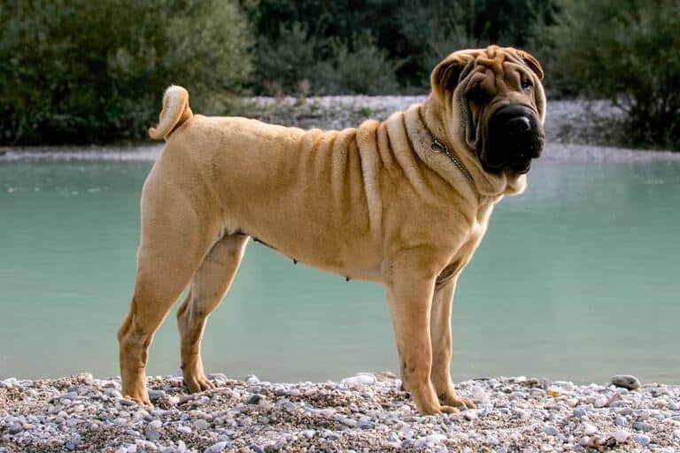 Shar Pei Smierdzi