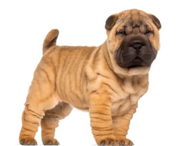 Zdrowie i pielęgnacja shar pei
