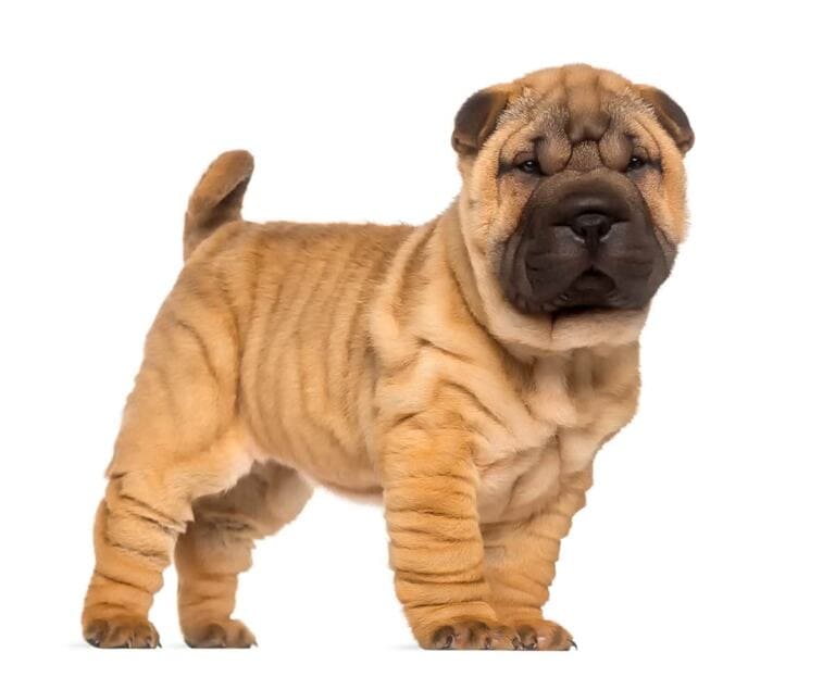 Shar Pei Szczeniak