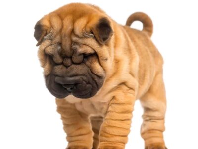 Shar Pei – Chiński pies wrinkle: historia, cechy i charakterystyka rasy