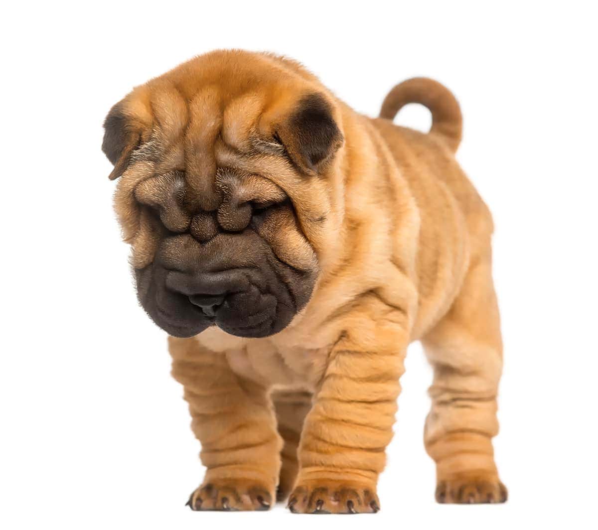 Shar Pei Szczeniak Cena Shar Pei Szczeniak Cena