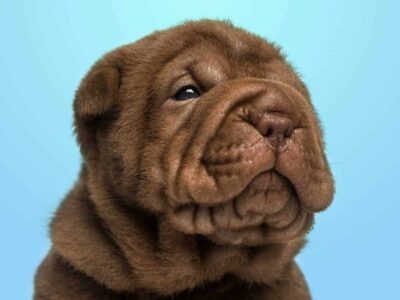 Przewodnik po rasie Shar Pei: Opinie właścicieli, charakterystyka i cechy tej wyjątkowej rasy psów