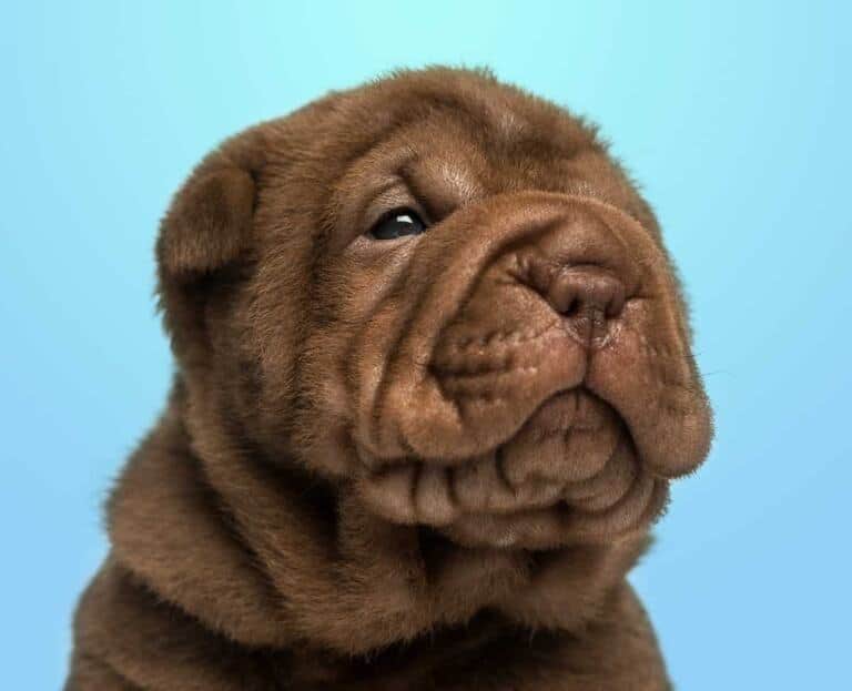 Shar Pei Szkolenie