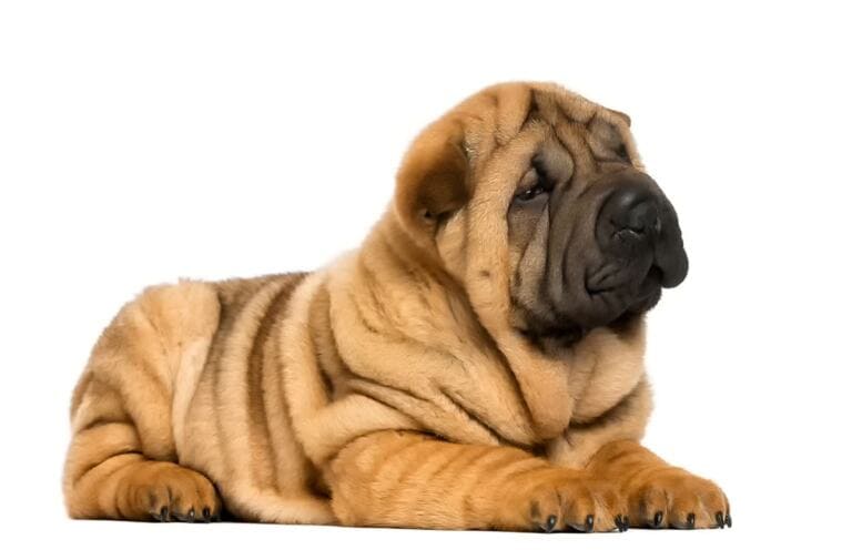 Shar Pei Temperament
