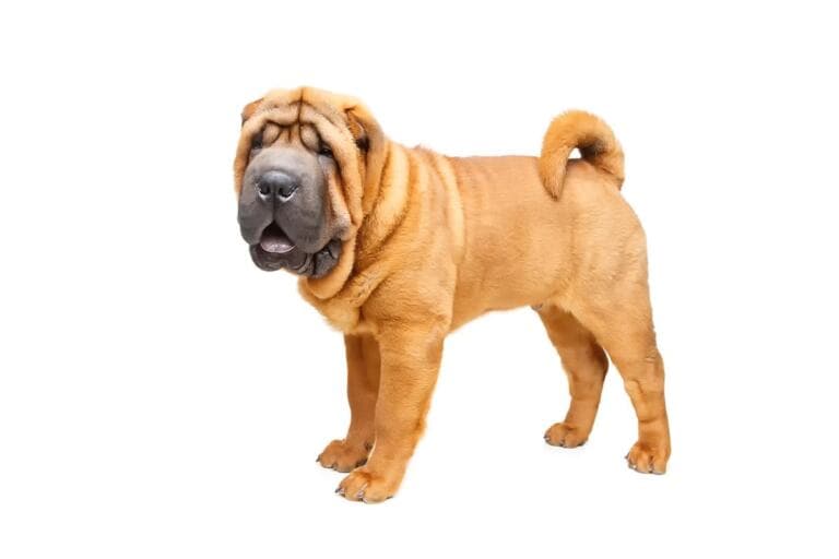 Shar Pei Tresura
