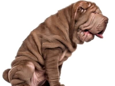 Shar Pei: Charakterystyczne cechy osobowości tej rasowej