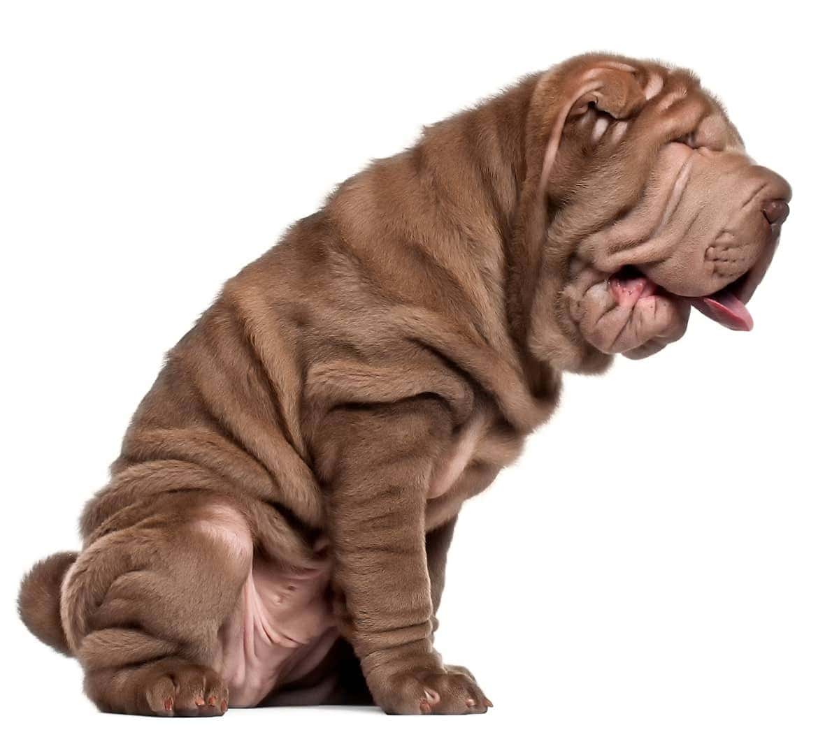 Shar Pei Umaszczenie Shar Pei Umaszczenie