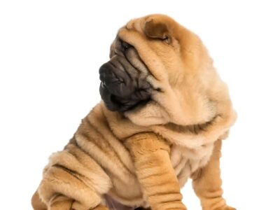 Najważniejsze informacje o shar pei małym: charakter, pielęgnacja i potrzeby