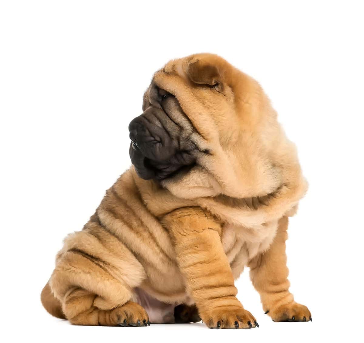 Shar Pei Usposobienie Shar Pei Usposobienie
