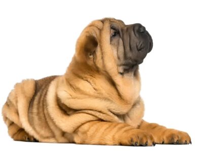 Zdrowie shar pei: Kluczowe aspekty opieki zdrowotnej dla tego wyjątkowego psa