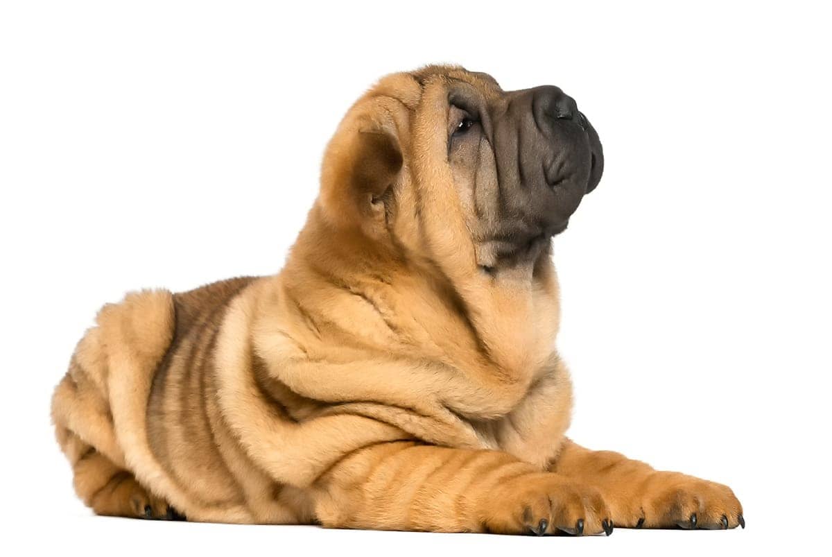 Shar Pei Wady Shar Pei Wady