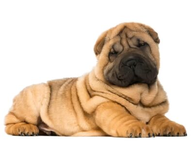 Jaką cenę ma rasowy shar pei? Analiza kosztów utrzymania psa tej rasy