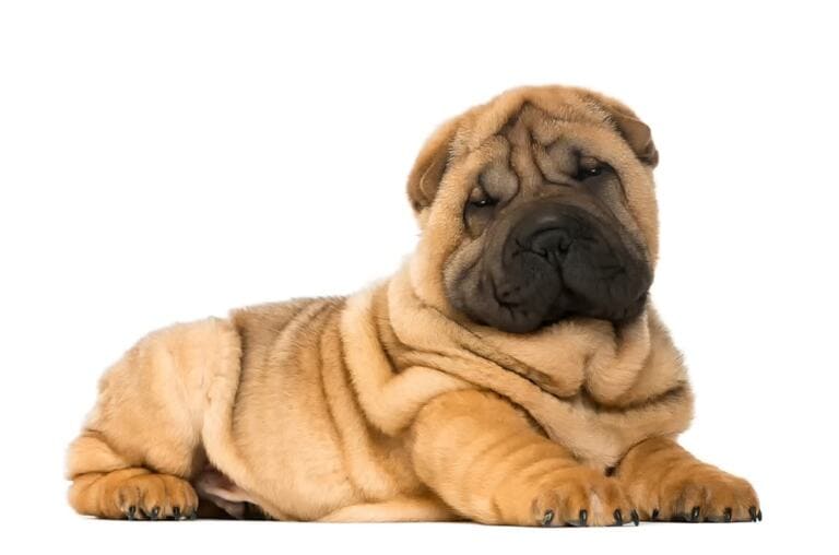 Shar Pei Waga