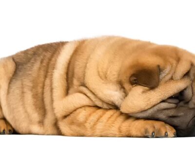 Rozważenia nad hodowlą rasy shar pei: Wybór i pielęgnacja wyjątkowych psów