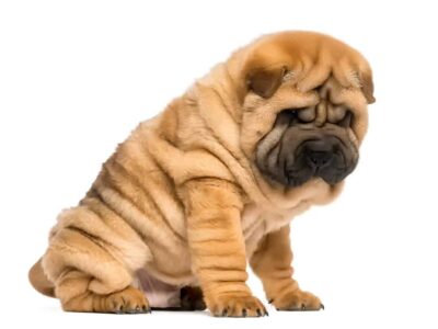 Adoptuj Shar Pei: Szczeniaki do adopcji czekają na nowy dom