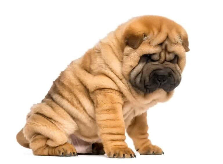 Shar Pei Wzorzec