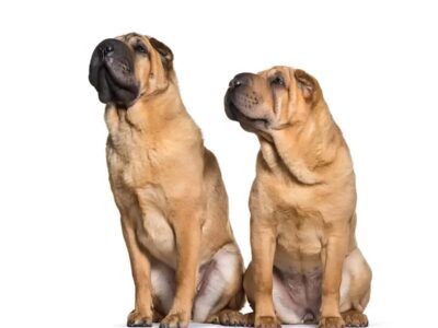 Zdrowie i opieka nad rasą shar pei: Kluczowe informacje dla opiekunów psów