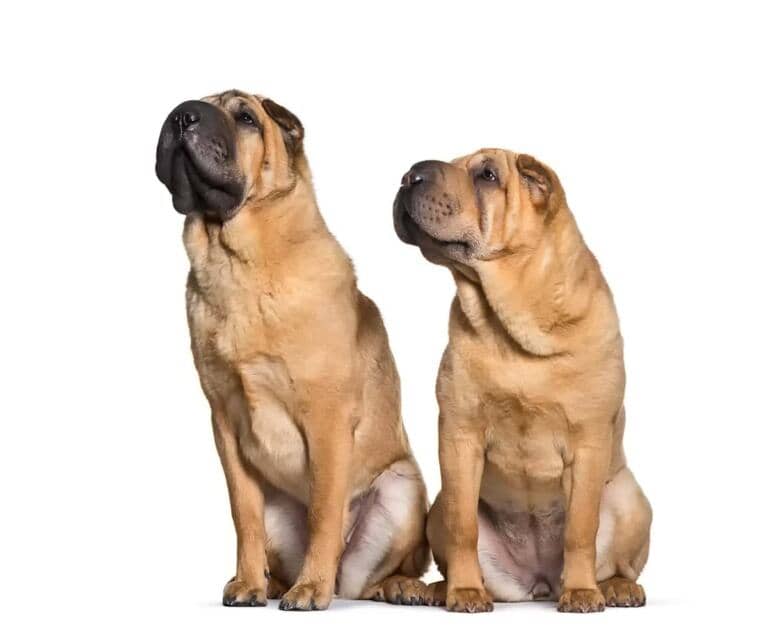 Shar Pei Wzrost