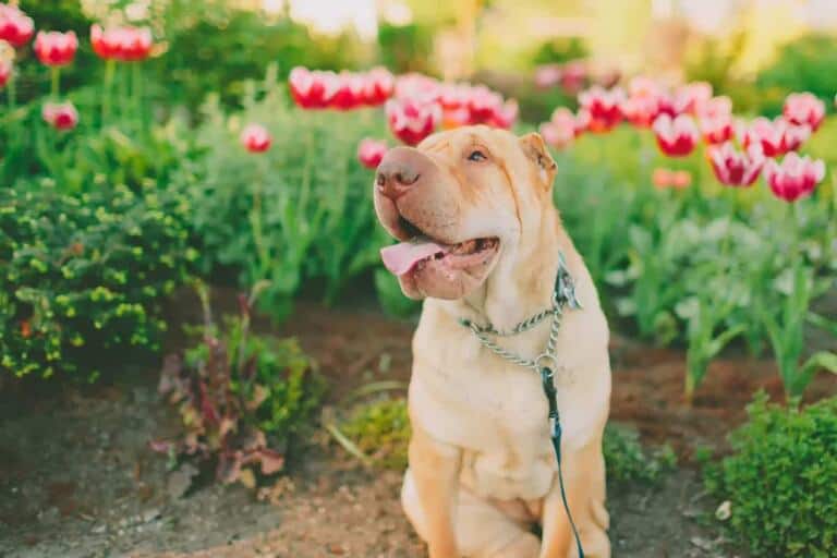 Sharpei