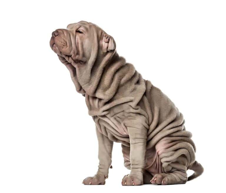 Sharpei Choroby