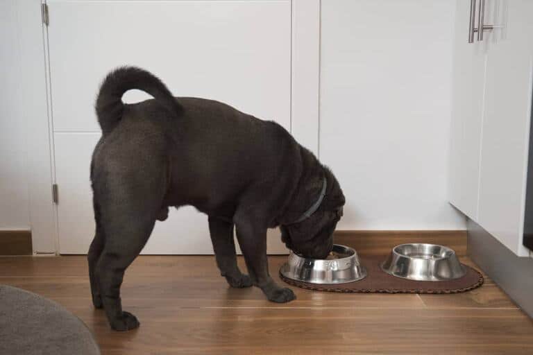 Sharpei Karmienie