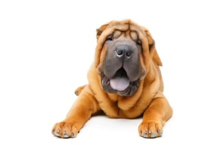 Shar Pei: Tajemnica Genetyki i Problemy Związane z Urodzeniem
