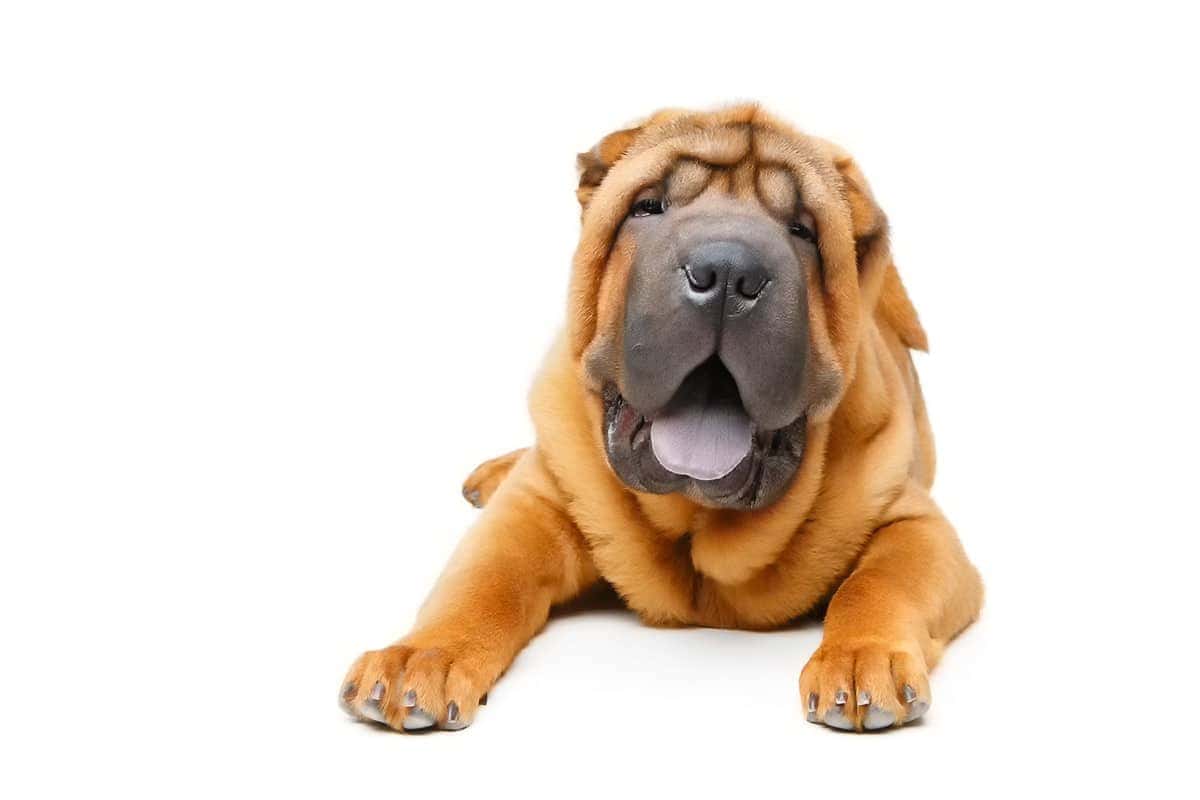 Sharpei Pielegnacja Sharpei Pielegnacja