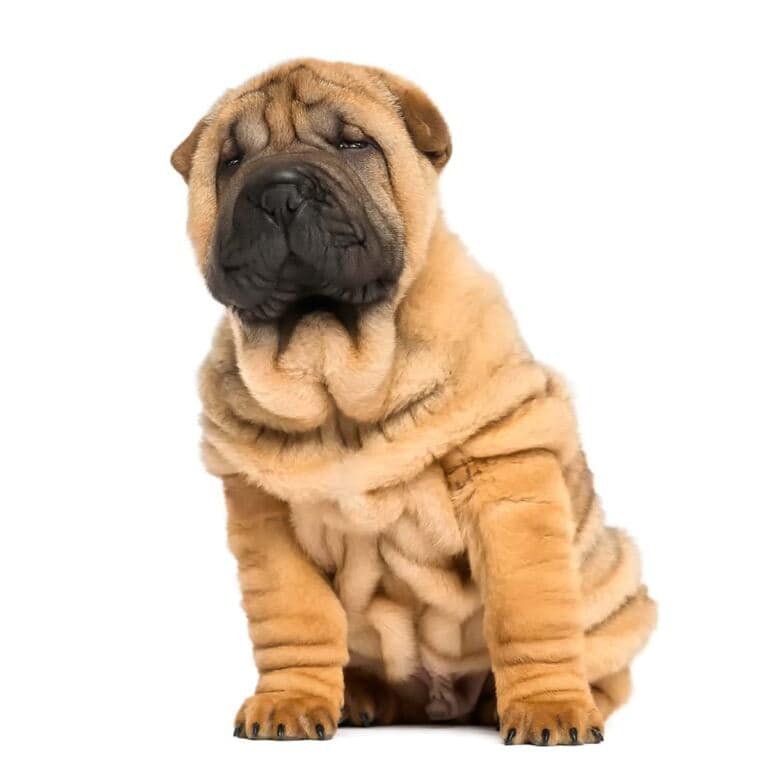 Sharpei Szkolenie