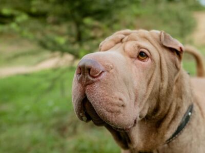 Jak osiągnąć optymalny wzrost u shar pei: porady i wskazówki