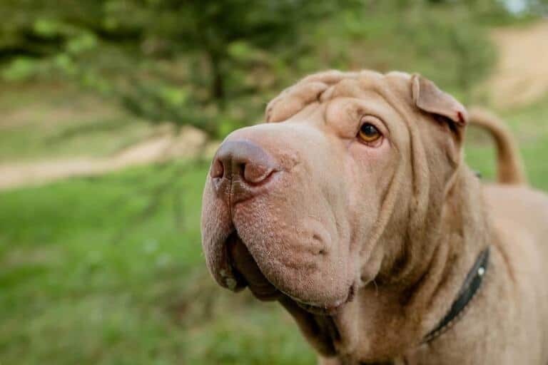 Sharpei Tresura