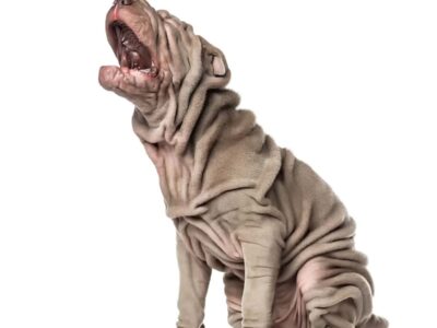 Rasa shar pei: historia, cechy charakterystyczne i opieka nad tymi uroczymi psami