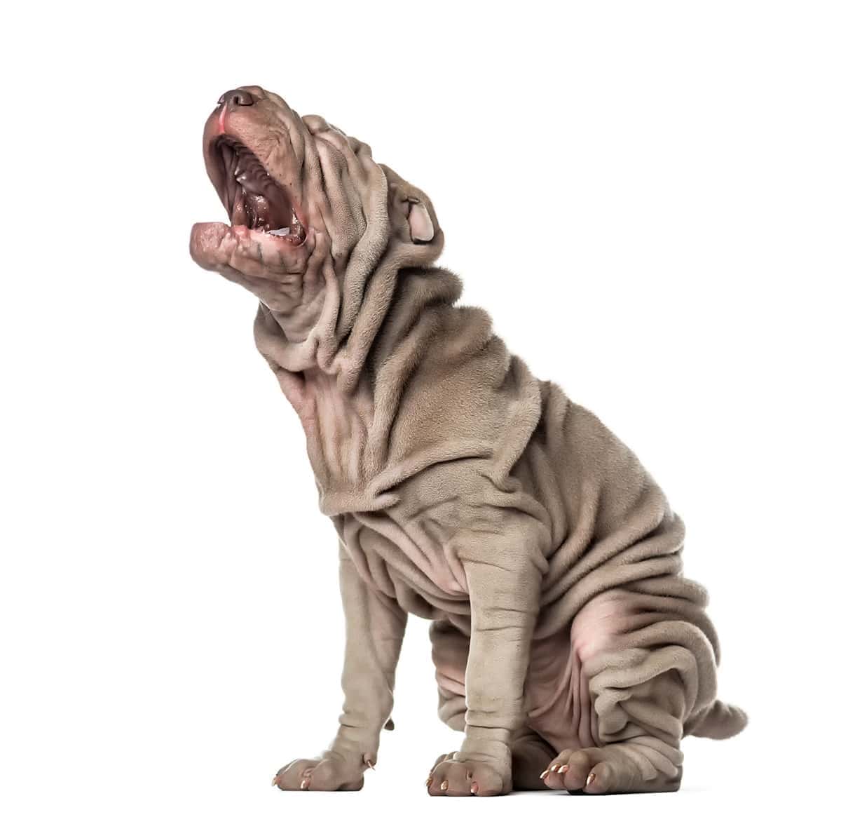 Sharpei Zdrowie Sharpei Zdrowie