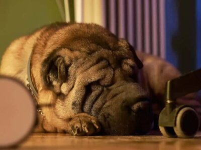 Jak dbać o odpowiednią wagę shar pei: porady i wskazówki
