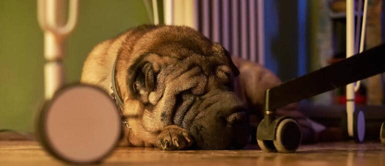 Srednia Dlugosc Zycia Shar Pei