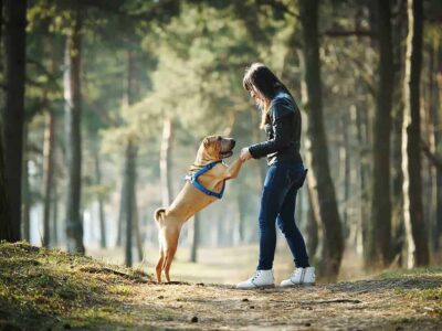 Wady rasowe: Co warto wiedzieć o shar pei?