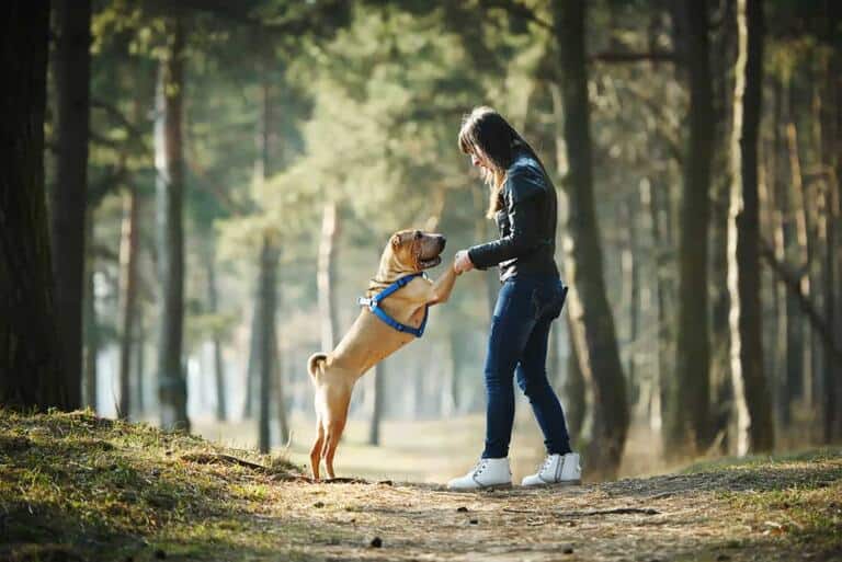 U Psow Rasy Shar Pei Barwa Siersci