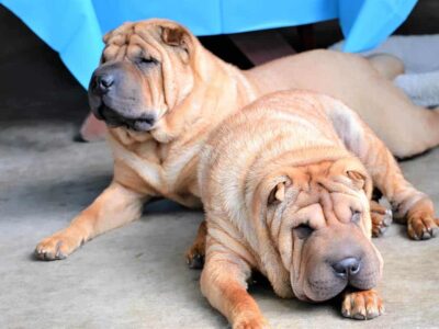 Jak długo żyją psy rasy Shar Pei: przewodnik dla właścicieli