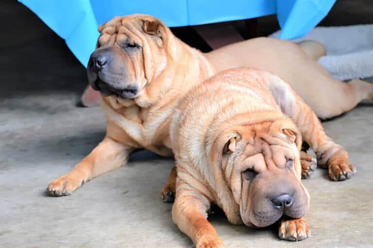 Uscisk Szczeki Shar Pei