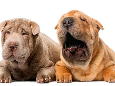 Najpopularniejsze umaszczenia shar pei – co warto wiedzieć?