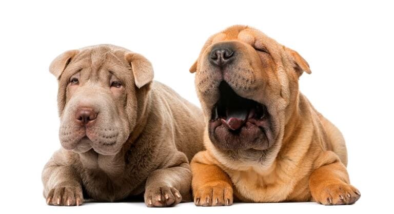 Uszy Shar Pei